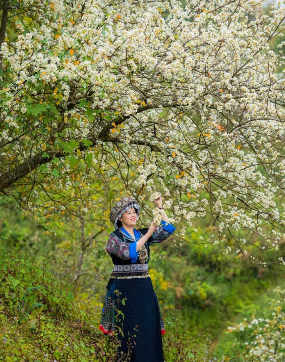 mùa hoa táo mèo sơn la: đẹp tinh khôi vùng cao tây bắc