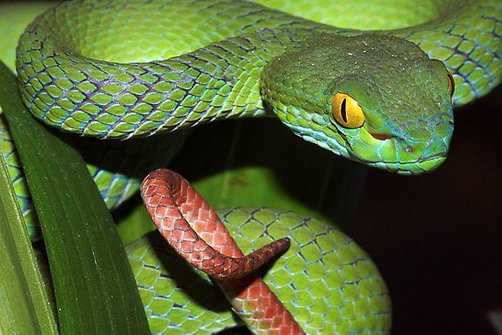 homestay, 200+ hình ảnh rắn lục đuôi đỏ đẹp nhất và cực phẩm hiện nay