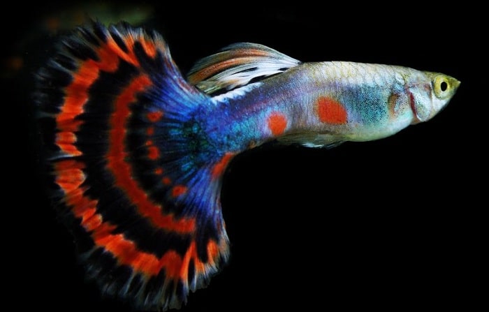 homestay, 60+ hình ảnh cá bảy màu đẹp, được nhiều người chơi nhất