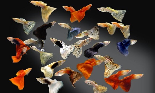 homestay, 60+ hình ảnh cá bảy màu đẹp, được nhiều người chơi nhất
