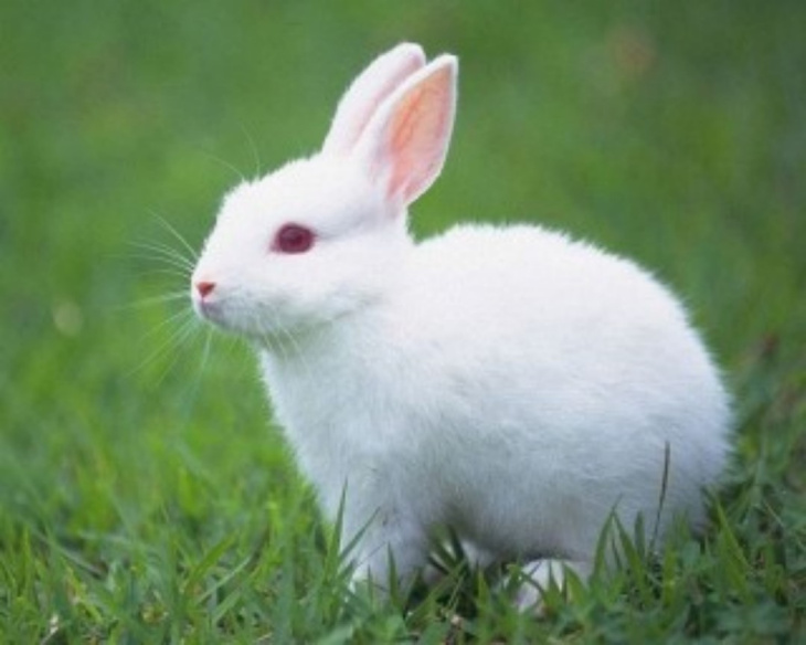 Khách sạn, 100+ hình ảnh thỏ trắng đẹp dễ thương ngọt ngào mới nhất 2023