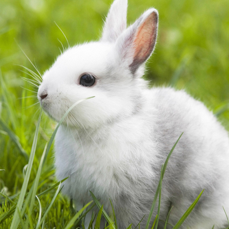 khách sạn, 100+ hình ảnh con thỏ White rất đẹp, xinh đẹp, xinh đẹp tiên tiến nhất 2023