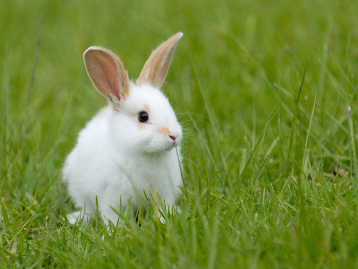 khách sạn, 100+ hình hình ảnh con cái thỏ Trắng đẹp nhất, cute, xinh tươi tiên tiến nhất 2023