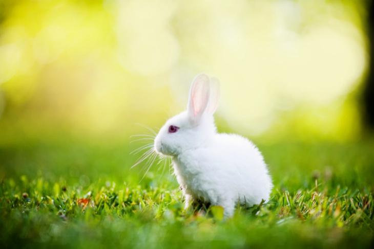khách sạn, 100+ hình hình ảnh con cái thỏ Trắng đẹp nhất, cute, xinh tươi tiên tiến nhất 2023