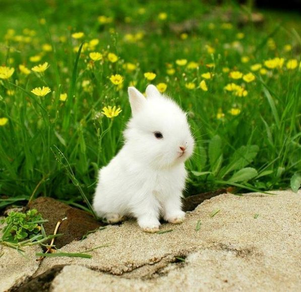 khách sạn, 100+ hình ảnh con thỏ Trắng rất đẹp, xinh đẹp, dễ thương tiên tiến nhất 2023