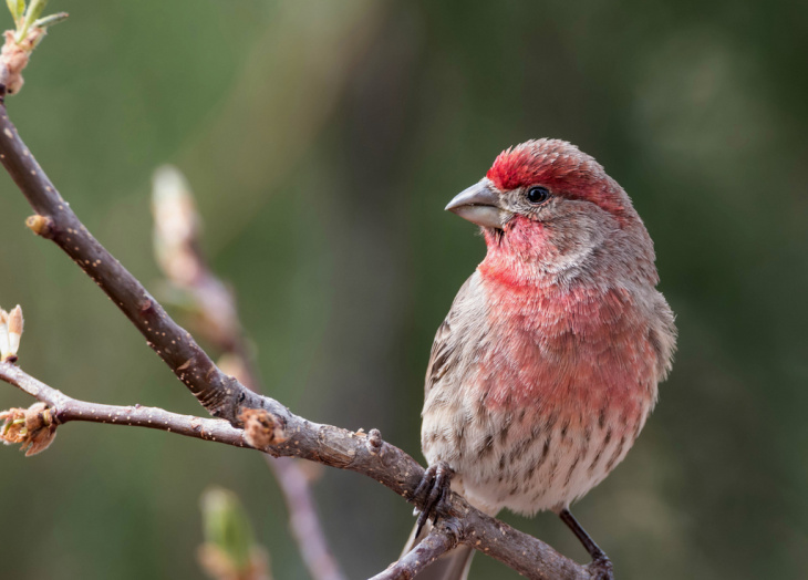 homestay, 66+ hình ảnh chim sơn ca đẹp và full hd đang được ưu thích