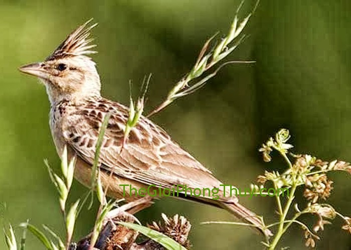homestay, 66+ hình ảnh chim sơn ca đẹp và full hd đang được ưu thích