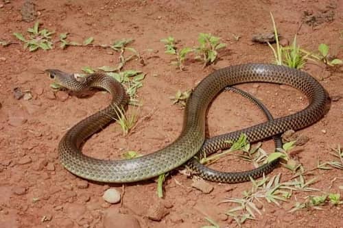 homestay, 155+ hình ảnh rắn hổ trâu đẹp rực rỡ và siêu to khổng lồ