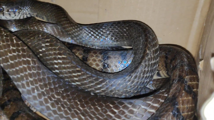homestay, 155+ hình ảnh rắn hổ trâu đẹp rực rỡ và siêu to khổng lồ