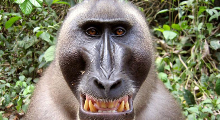 Hình ảnh con khỉ dễ thương lém lỉnh và đẹp nhất thế giới