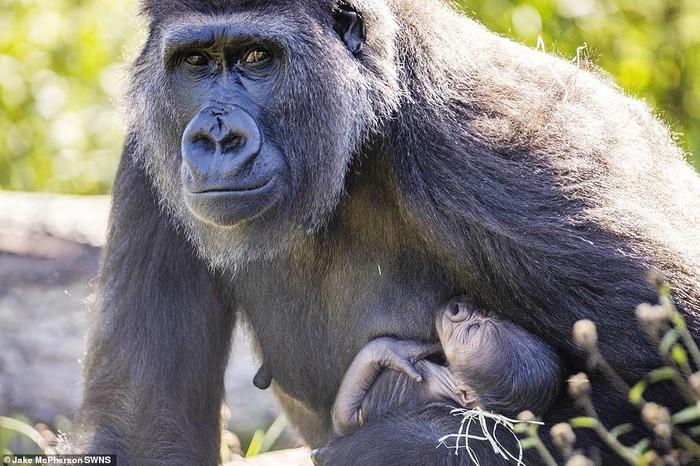 Dạy bé học con khỉ đột | Dạy em bé tập nói tên và hoạt động các con vật -  YouTube