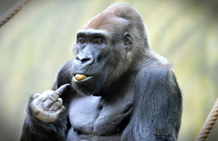homestay, 78+ hình ảnh con khỉ đột cute, hài hước và dễ thương nhất