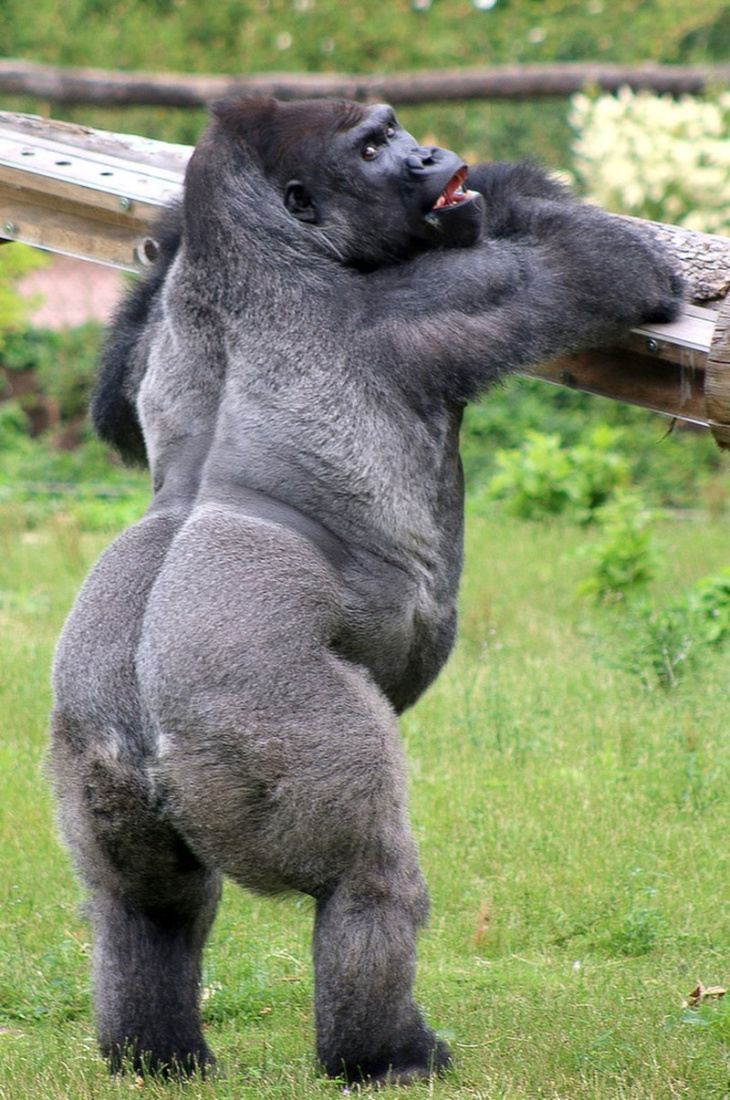78+ hình ảnh con khỉ đột cute, hài hước và dễ thương nhất ...