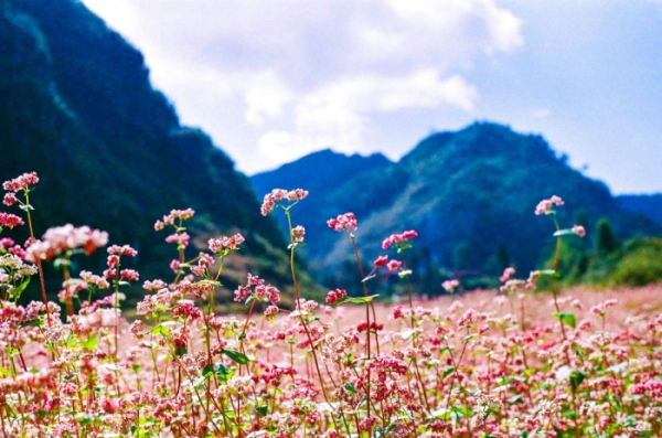 resort, du lịch hà giang tháng 10 ngắm hoa tam giác mạch cùng blog homestay