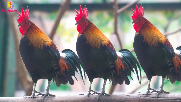 resort, 300+ hình ảnh con gà trống hoạt hình đẹp nhất , full hd 2023