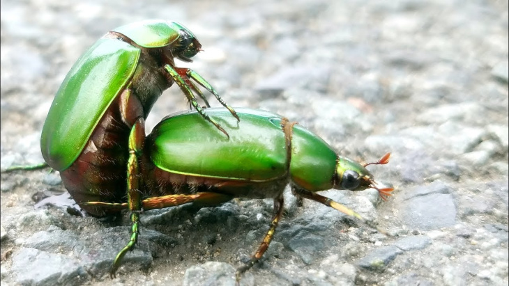 homestay, 95+ hình ảnh con bọ hung đẹp mới nhất, chân thực nhất 2023