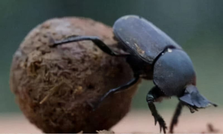 homestay, 95+ hình ảnh con bọ hung đẹp mới nhất, chân thực nhất 2023