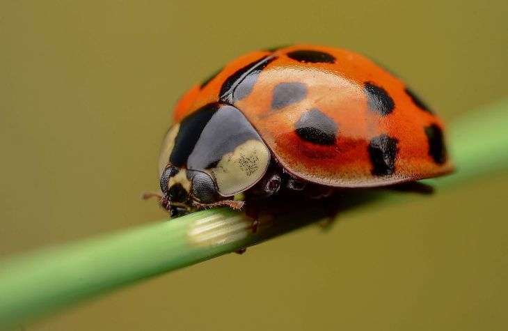 homestay, 68+ hình ảnh con bọ rùa, bọ dừa mới nhất, sống động miễn phí