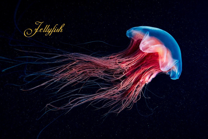 homestay, 68+ hình ảnh con sửa biển đầy đủ màu sắc đẹp mắt thế giới