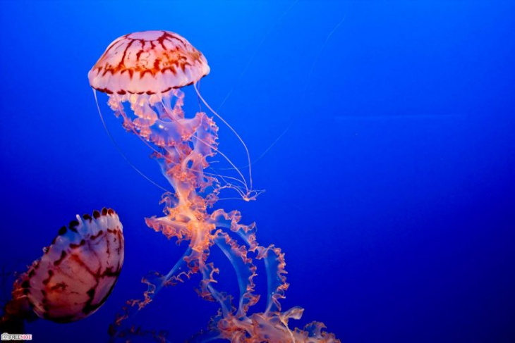 homestay, 68+ hình ảnh con sửa biển đầy đủ màu sắc đẹp mắt thế giới
