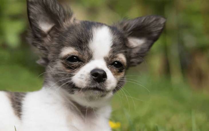 khách sạn, 200+ hình ảnh chó chihuahua thuần chủng, đẹp hút hồn nhất