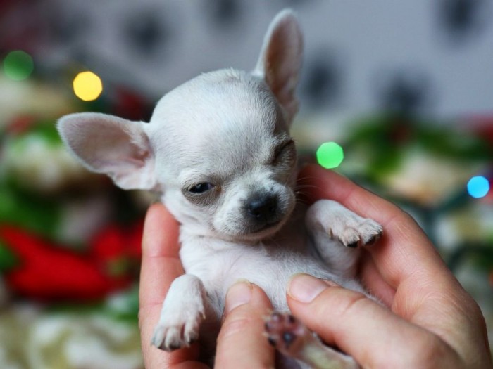 khách sạn, 200+ hình ảnh chó chihuahua thuần chủng, đẹp hút hồn nhất