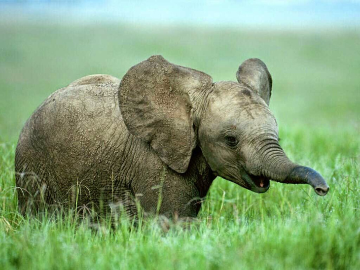 Chùm ảnh 14 chú voi con dễ thương nhất thế giới