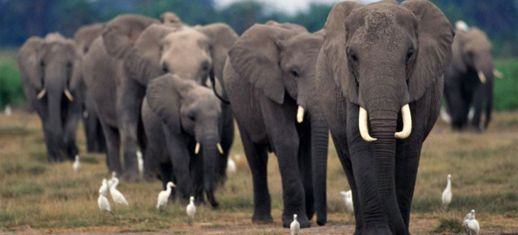 homestay, 99+ hình ảnh con voi to đẹp và ấn tượng nhất trên thế giới
