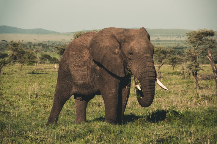 homestay, 99+ hình ảnh con voi to đẹp và ấn tượng nhất trên thế giới