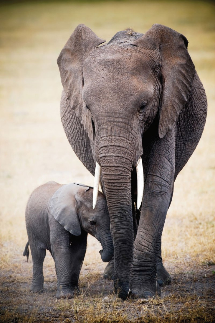99+ hình ảnh con voi to đẹp và ấn tượng nhất trên thế giới ...