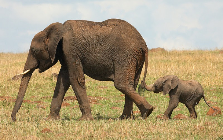 99 hình ảnh con voi to đẹp và ấn tượng nhất trên thế giới  ALONGWALKER