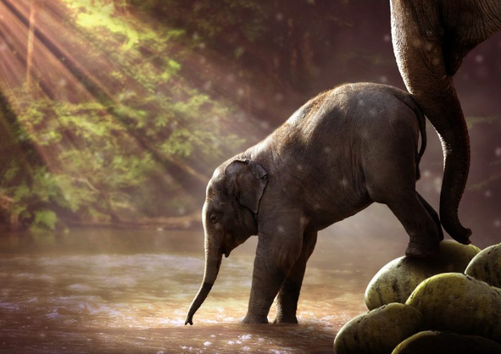 125 hình ảnh con voi đẹp ngộ nghĩnh cute nhất cho bé  Wild elephant  Elephant Asian elephant