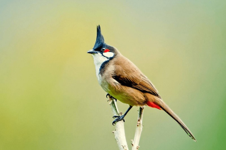 Chi tiết nhiều hơn 101 hình nền chim chào mào đẹp hay nhất  Tin học Đông  Hòa