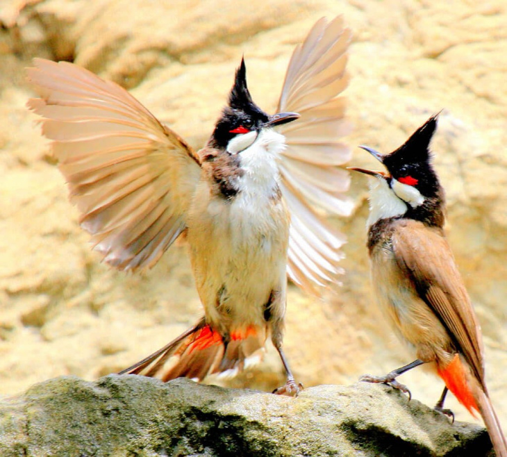 Điểm danh các loại chim chào mào được săn lùng hiện nay 2022  Trung Cấp  Nghề Thương Mại Du Lịch Thanh Hoá