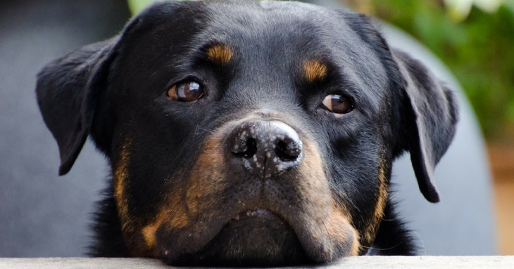 khám phá, trải nghiệm, 239+ hình ảnh chó rottweiler đẹp nhất, ai nhìn cũng thích