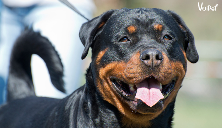 khám phá, trải nghiệm, 239+ hình ảnh chó rottweiler đẹp nhất, ai nhìn cũng thích