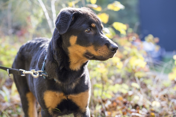 khám phá, trải nghiệm, 239+ hình ảnh chó rottweiler đẹp nhất, ai nhìn cũng thích