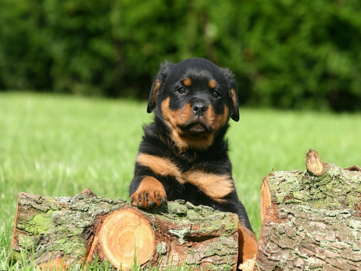 khám phá, trải nghiệm, 239+ hình ảnh chó rottweiler đẹp nhất, ai nhìn cũng thích