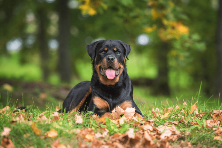 khám phá, trải nghiệm, 239+ hình ảnh chó rottweiler đẹp nhất, ai nhìn cũng thích