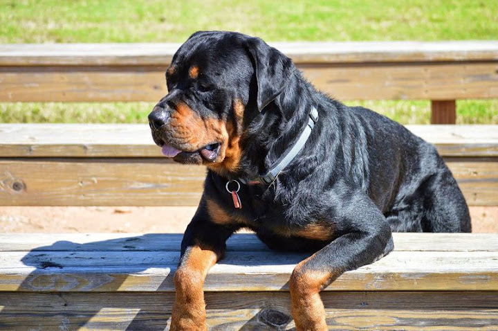 khám phá, trải nghiệm, 239+ hình ảnh chó rottweiler đẹp nhất, ai nhìn cũng thích