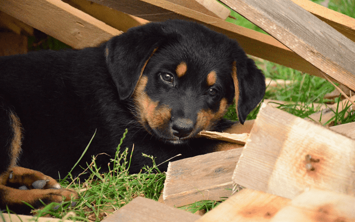 khám phá, trải nghiệm, 239+ hình ảnh chó rottweiler đẹp nhất, ai nhìn cũng thích