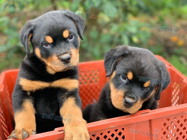 khám phá, trải nghiệm, 239+ hình ảnh chó rottweiler đẹp nhất, ai nhìn cũng thích