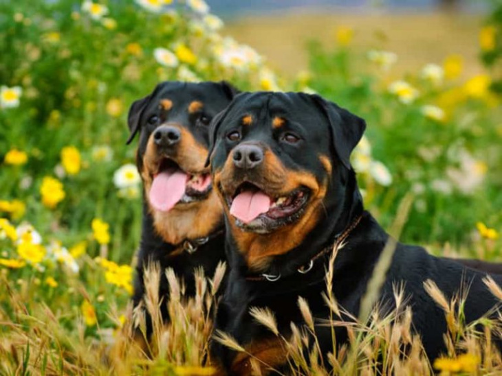 khám phá, trải nghiệm, 239+ hình ảnh chó rottweiler đẹp nhất, ai nhìn cũng thích