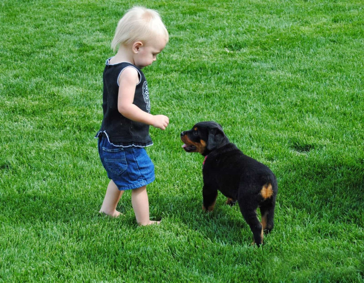 khám phá, trải nghiệm, 239+ hình ảnh chó rottweiler đẹp nhất, ai nhìn cũng thích