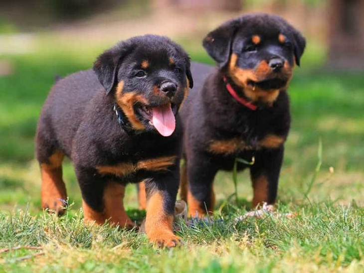 khám phá, trải nghiệm, 239+ hình ảnh chó rottweiler đẹp nhất, ai nhìn cũng thích