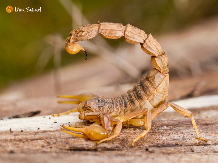 homestay, 88+ hình ảnh con bọ cạp ấn tượng nhất, đẹp dã man nhất tháng