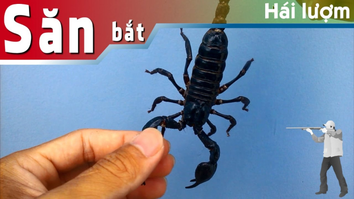homestay, 88+ hình ảnh con bọ cạp ấn tượng nhất, đẹp dã man nhất tháng