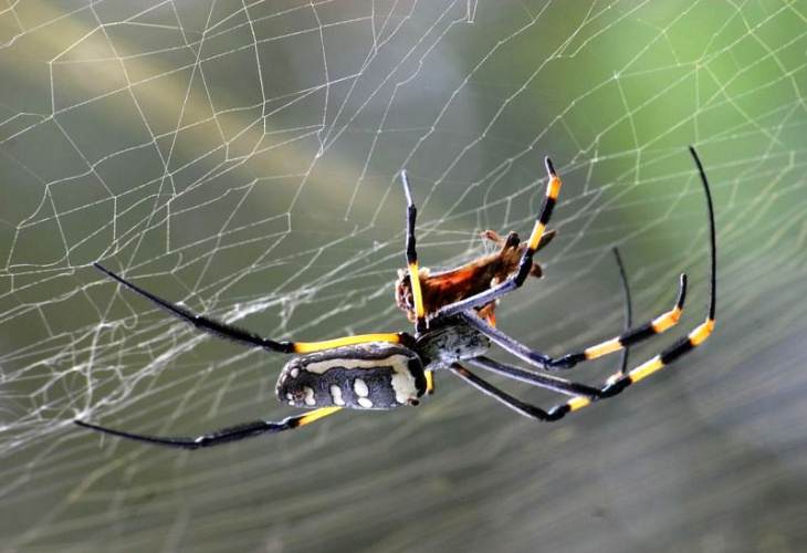 homestay, 65+ hình ảnh con nhện đẹp, giăng tơ siêu to khổng lồ 2023