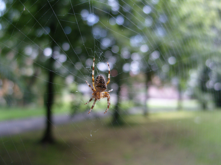 homestay, 65+ hình ảnh con nhện đẹp, giăng tơ siêu to khổng lồ 2023