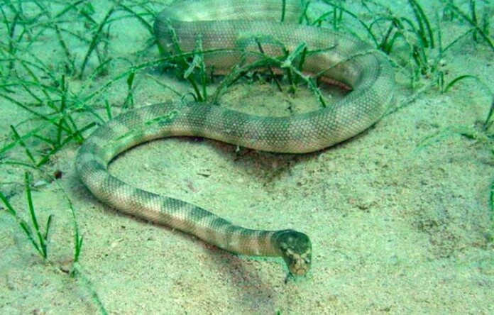 Hình ảnh các loài rắn độc và... - Khám Phá Đời Sống Động Vật | Facebook